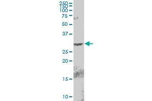 EGLN3 MaxPab polyclonal antibody.