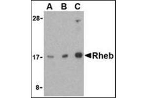 Western blot analysis of Rheb in mouse brain cell lysate with this product at (A) 1, (B) 2, and (C) 4 μg/ml. (RHEB anticorps  (Center))
