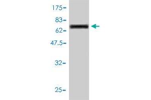 Western Blot detection against Immunogen (71. (Cathepsin D anticorps  (AA 26-412))