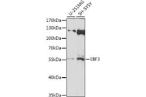 Western blot analysis of extracts of various cell lines, using EBF3 antibody (ABIN7266886) at 1:1000 dilution. (EBF3 anticorps  (AA 400-500))
