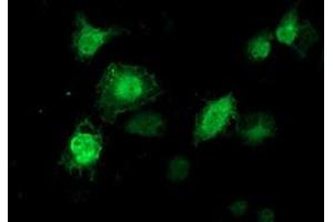 Immunofluorescence (IF) image for anti-Tubulin tyrosine Ligase-Like Family, Member 12 (TTLL12) antibody (ABIN1499030) (TTLL12 anticorps)