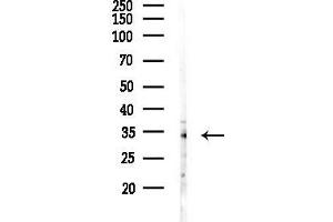 anti-Solute Carrier Family 31 (Copper Transporters), Member 1 (SLC31A1) (N-Term) antibody