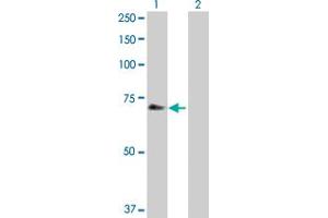 Western Blot analysis of CHEK2 expression in transfected 293T cell line by CHEK2 MaxPab polyclonal antibody. (CHEK2 anticorps  (AA 1-543))