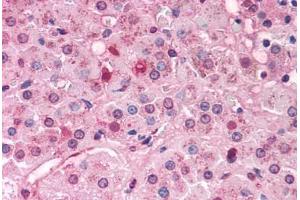 Anti-DAX1 antibody  ABIN1048492 IHC staining of human adrenal.