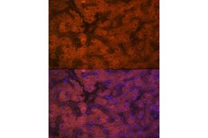 Immunofluorescence analysis of human liver using PON1 Rabbit mAb (ABIN7269172) at dilution of 1:100 (40x lens).