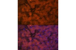 Immunofluorescence analysis of human liver using PON1 Rabbit mAb (ABIN7269172) at dilution of 1:100 (40x lens). (PON1 anticorps)