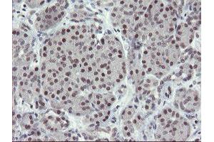 Image no. 1 for anti-Zinc Finger, BED-Type Containing 1 (ZBED1) antibody (ABIN1501794)