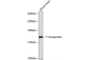 Western blot analysis of extracts of Mouse brain using P Glycoprotein Polyclonal Antibody at dilution of 1:3000. (P-Glycoprotein anticorps)