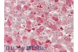IHC-P analysis of Human Liver Tissue, with HE staining. (Neuropilin 1 anticorps  (AA 646-814))