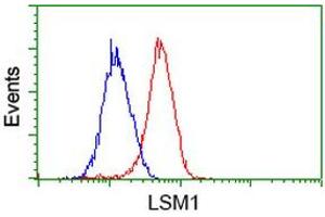 Image no. 2 for anti-LSM1 Homolog, U6 Small Nuclear RNA Associated (LSM1) (AA 1-133) antibody (ABIN1490575) (LSM1 anticorps  (AA 1-133))