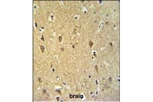 GPR17 Antibody (Center) (ABIN653809 and ABIN2843084) IHC analysis in formalin fixed and paraffin embedded brain tissue followed by peroxidase conjugation of the secondary antibody and DAB staining. (GPR17 anticorps  (AA 230-258))