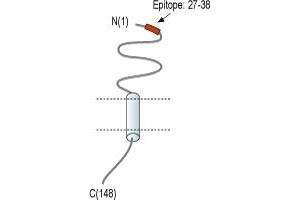 Receptor (G Protein-Coupled) Activity Modifying Protein 1 (RAMP1) peptide