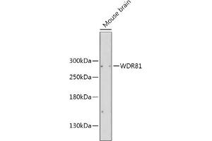 Western blot analysis of extracts of Mouse brain, using WDR81 antibody (ABIN6133378, ABIN6150207, ABIN6150208 and ABIN6216529) at 1:2000 dilution. (WDR81 anticorps  (AA 360-600))
