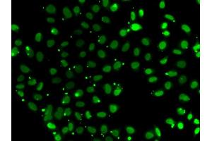 Immunofluorescence analysis of A549 cells using SUB1 antibody (ABIN5974252). (SUB1 anticorps)