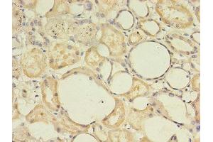 Immunohistochemistry of paraffin-embedded human kidney tissue using ABIN7166485 at dilution of 1:100 (MAS1 anticorps  (AA 285-325))
