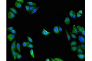 Immunofluorescent analysis of HepG2 cells using ABIN7166606 at dilution of 1:100 and Alexa Fluor 488-congugated AffiniPure Goat Anti-Rabbit IgG(H+L)
