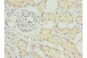 Immunohistochemistry of paraffin-embedded human kidney tissue using ABIN7145347 at dilution of 1:100