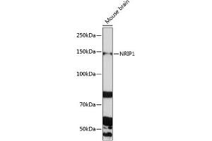 Western blot analysis of extracts of Mouse brain, using NRIP1 Polyclonal Antibody (ABIN6129065, ABIN6144857, ABIN6144858 and ABIN6225291) at 1:1000 dilution. (NRIP1 anticorps  (AA 939-1158))
