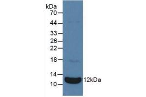 Detection of Recombinant NPPA, Bovine using Polyclonal Antibody to Natriuretic Peptide Precursor A (NPPA) (NPPA anticorps  (AA 25-152))