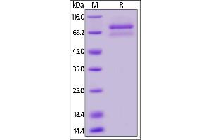 Biotinylated Human ANGPTL7, Mouse IgG2a Fc,Avitag on  under reducing (R) condition. (ANGPTL7 Protein (AA 27-346) (Fc Tag,AVI tag,Biotin))
