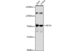 Western blot analysis of extracts of various cell lines, using KIF2A antibody (ABIN7268138) at 1:1000 dilution.