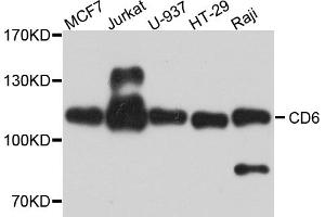 Western blot analysis of extracts of various cell lines, using CD6 antibody (ABIN5974488) at 1/1000 dilution. (CD6 anticorps)