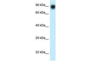 Image no. 1 for anti-Nuclear VCP-Like (NVL) (AA 84-133) antibody (ABIN6747625) (NVL anticorps  (AA 84-133))