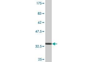 Western Blot detection against Immunogen (36.