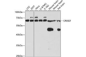 Western blot analysis of extracts of various cell lines, using CREBZF antibody (ABIN6127661, ABIN6139024, ABIN6139025 and ABIN6220268) at 1:3000 dilution. (CREBZF anticorps  (AA 1-354))