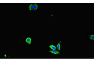 Immunofluorescent analysis of HepG2 cells using ABIN7156891 at dilution of 1:100 and Alexa Fluor 488-congugated AffiniPure Goat Anti-Rabbit IgG(H+L) (IL32 anticorps  (AA 31-234))