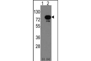 Western blot analysis of Deaf1(arrow) using rabbit polyclonal Deaf1 Antibody (Human C-term) (ABIN389164 and ABIN2839330). (DEAF1 anticorps  (C-Term))