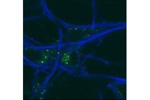 GABARAP antibody testing of mouse MEFs and mouse motor neurons. (GABARAP anticorps  (AA 1-30))