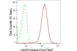 anti-U2 Small Nuclear RNA Auxiliary Factor 2 (U2AF59) antibody