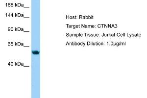 Host: Rabbit Target Name: CTNNA3 Sample Type: Jurkat Whole Cell lysates Antibody Dilution: 1. (CTNNA3 anticorps  (N-Term))