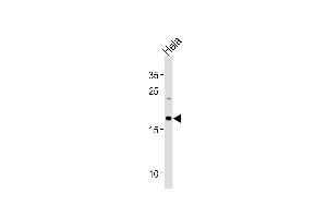 NDUFB10 Antibody (Center) (ABIN1881570 and ABIN2843422) western blot analysis in Hela cell line lysates (35 μg/lane). (NDUFB10 anticorps  (AA 43-70))