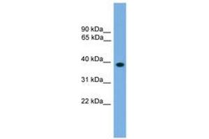 Image no. 1 for anti-LIM Homeobox 8 (LHX8) (AA 51-100) antibody (ABIN6744571) (LHX8 anticorps  (AA 51-100))