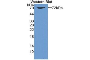 Western Blotting (WB) image for anti-Heat Shock 70kDa Protein 1B (HSPA1B) (AA 1-641) antibody (ABIN1859212) (HSPA1B anticorps  (AA 1-641))