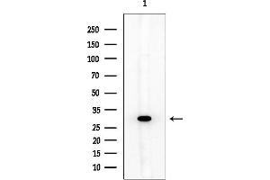 anti-Spi-B Transcription Factor (Spi-1/PU.1 Related) (SPIB) antibody