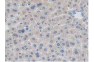 IHC-P analysis of Mouse Liver Tissue, with DAB staining. (BRD8 anticorps  (AA 797-951))