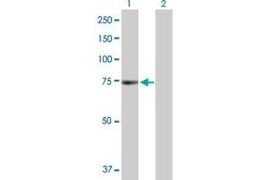 Western Blot analysis of PRKAA1 expression in transfected 293T cell line by PRKAA1 MaxPab polyclonal antibody.