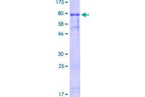 Image no. 1 for Olfactomedin 4 (OLFM4) (AA 1-510) protein (GST tag) (ABIN1313373)