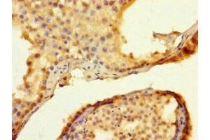 Immunohistochemistry of paraffin-embedded human testis tissue using ABIN7173479 at dilution of 1:100 (TRIM74 anticorps  (AA 47-249))