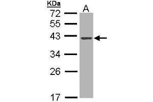 WB Image Sample (30 ug of whole cell lysate) A: MOLT4 , 10% SDS PAGE antibody diluted at 1:1000 (DNASE1 anticorps)