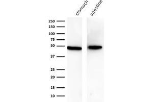 Western Blot Analysis of A) human stomach B) human intestine using Cytokeratin 18 Mouse Monoclonal Antibody (KRT18/834).