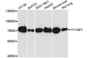Western blot analysis of extracts of various cell lines, using YY1AP1 antibody. (YY1AP1 anticorps)