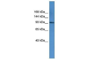 AP2A1 antibody used at 0. (alpha Adaptin anticorps  (C-Term))