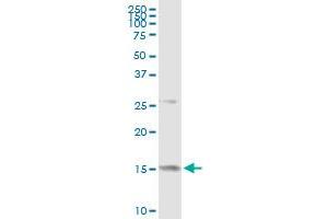 anti-Midkine (Neurite Growth-Promoting Factor 2) (MDK) (AA 1-143) antibody
