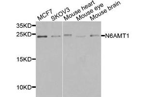 Western blot analysis of extracts of various cells, using N6AMT1 antibody. (N6AMT1 anticorps)