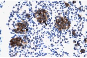 Human Pancreas (ZNF182 anticorps  (Middle Region))