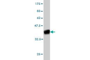 Western Blot detection against Immunogen (36. (FOXA2 anticorps  (AA 363-457))